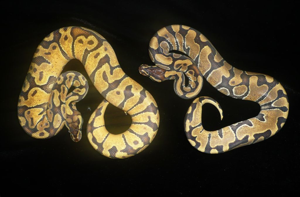 Enchi X Pastel and Enchi