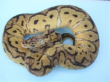 Pastel Clown Female