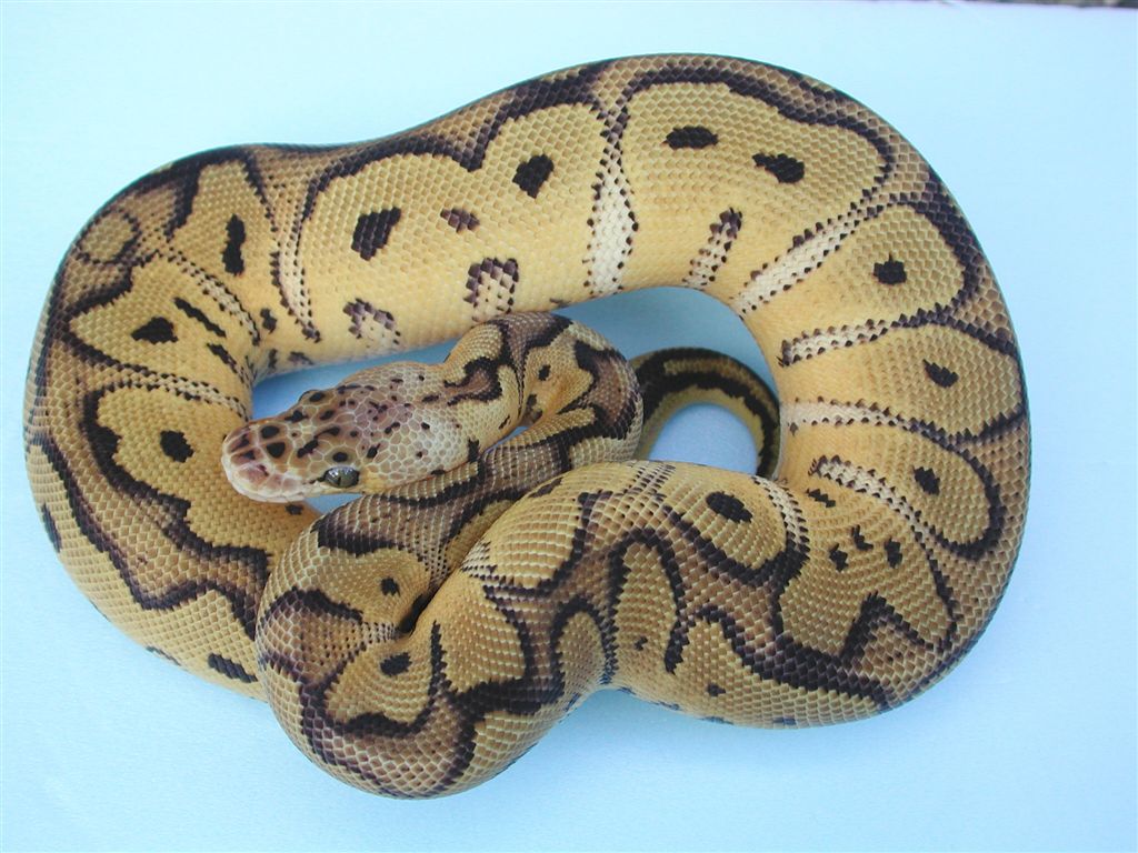 Pastel Clown Female