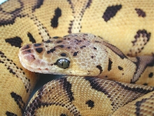 Pastel Clown Female- close up