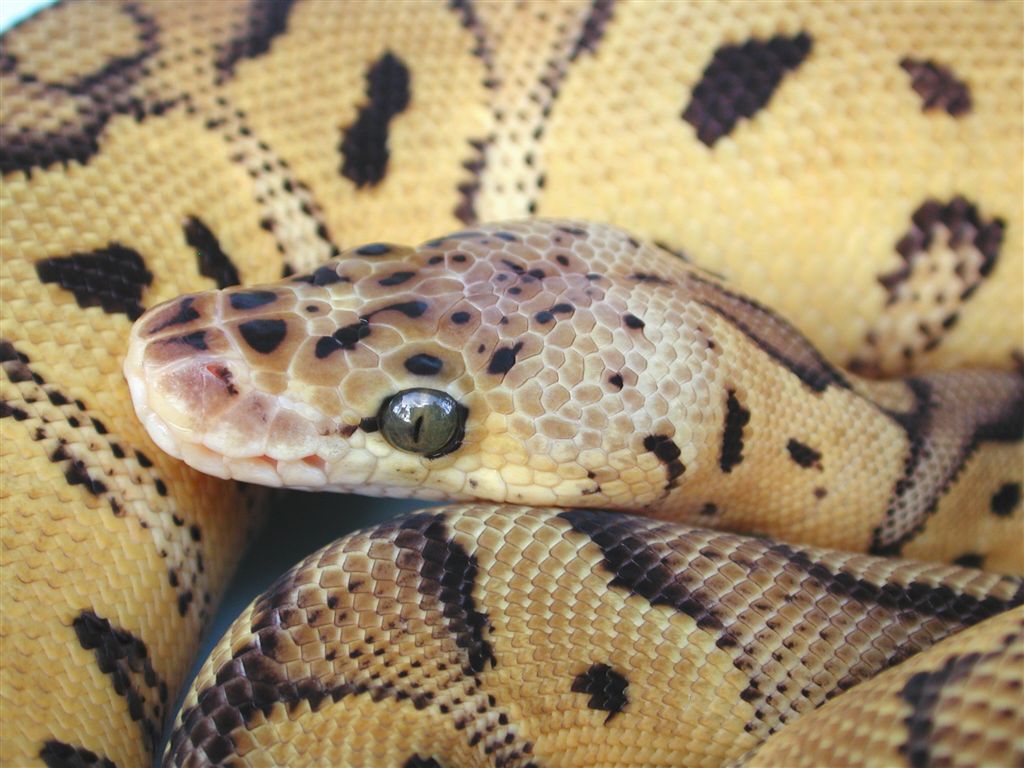Pastel Clown Female- close up