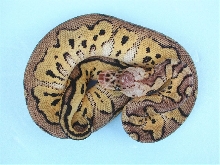 Pastel Clown Male