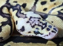 male Pastel Clown