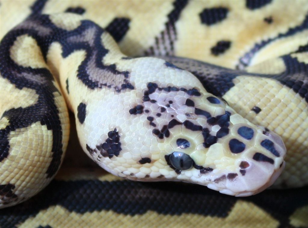 male Pastel Clown