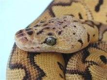 Female Pastel Clown3