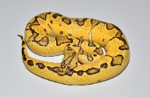 Pastel Enchi Clown