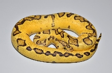 Pastel Enchi Clown