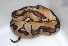 hatchling Enchi Clown