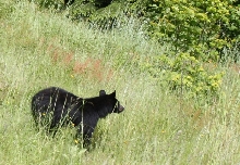 bear