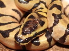 Enchi variation2
