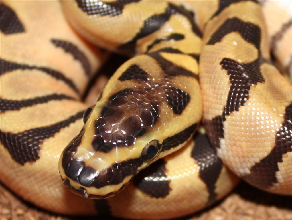 Enchi variation2