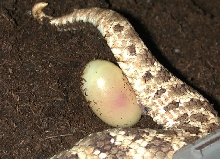 egg