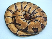 enchi