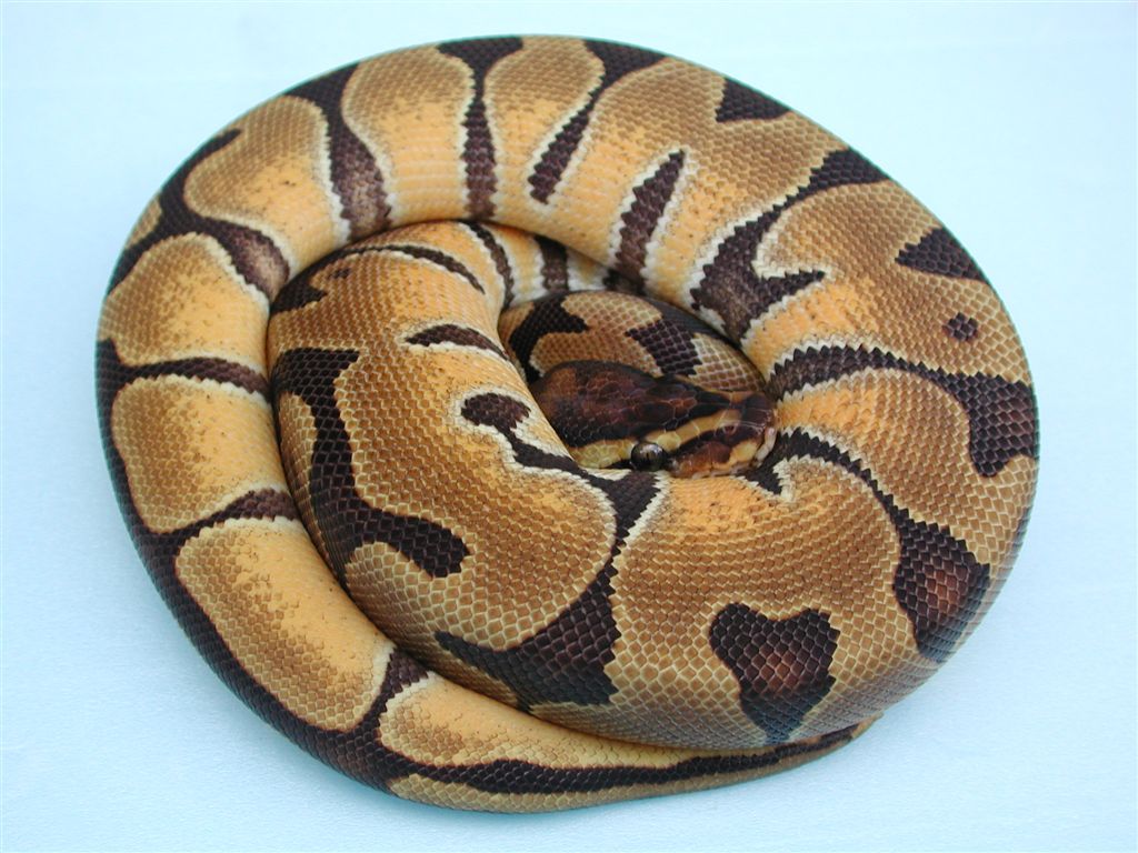 enchi