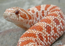 hypo7