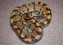 male Enchi