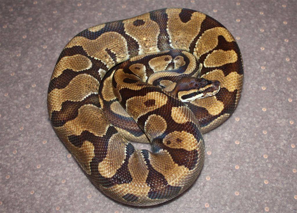 male Enchi