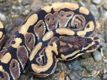 morph