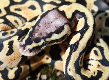 Male Pastel poss. het Clown Ball Python