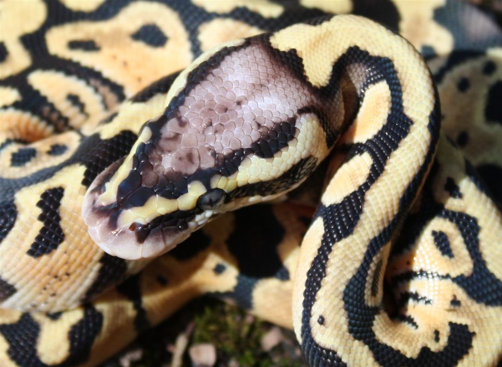 Male Pastel poss. het Clown Ball Python