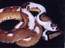 Pied ruber