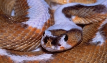 pied1