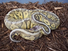 Ruppel Super Pastel