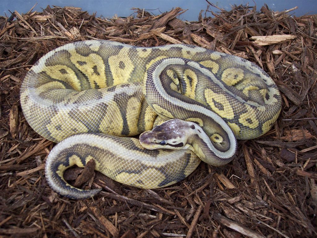 Ruppel Super Pastel