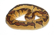 Enchi Clown