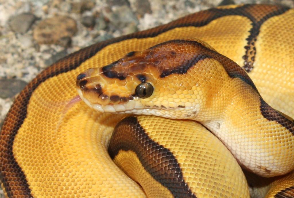 Enchi Clown