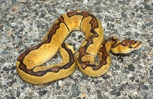 Enchi Clown