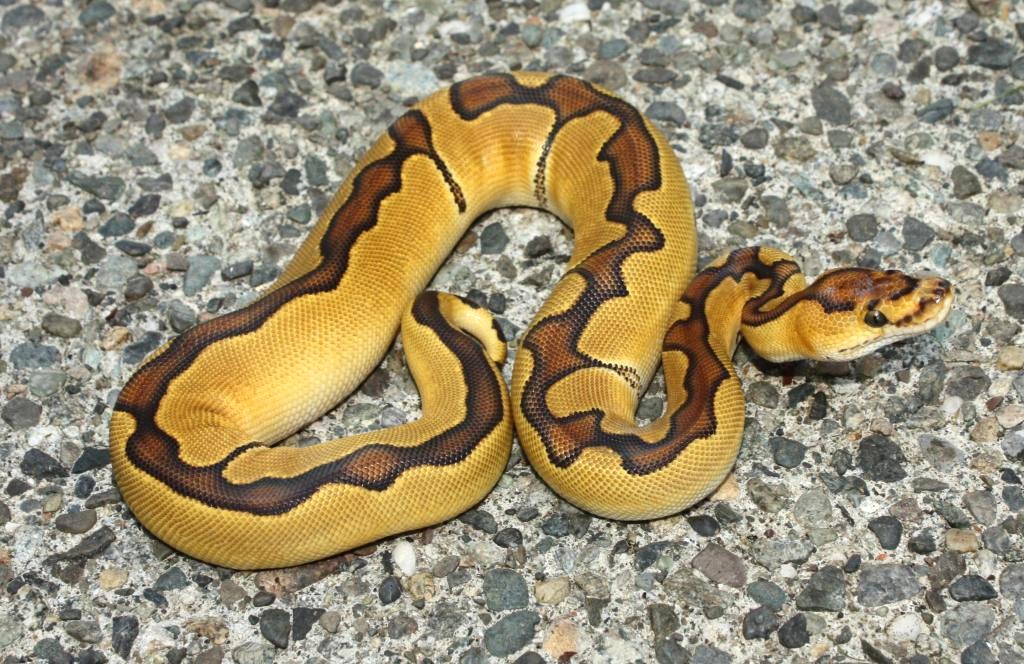 Enchi Clown