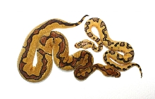 Pastel Enchi Clown