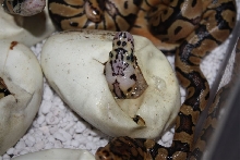 Pastel Clown hatching