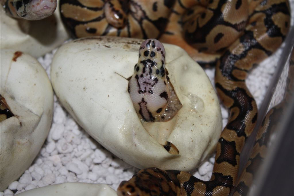 Pastel Clown hatching