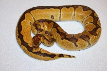 Enchi Clown