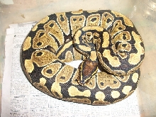 W head adult