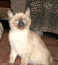 Blue point Seal Lynxpoint kitten