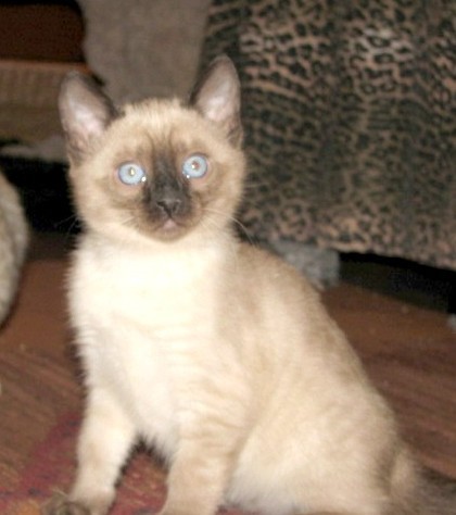 Blue point Seal Lynxpoint kitten