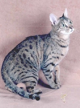 Savannah queen - Sarobie