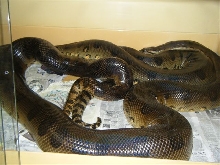 Anaconda breeding 2010