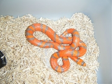 Extreme Honduran Milk female