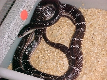 Indian Krait