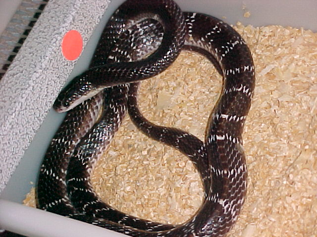 Indian Krait