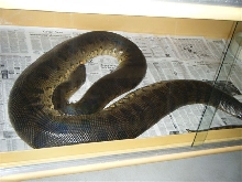 Gravid Anaconda