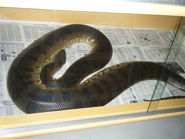 Gravid Anaconda