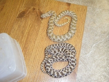 Green and normal Hognose