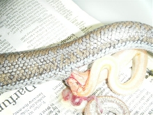 Rosy Boa
