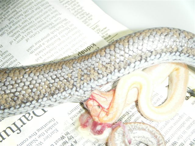 Rosy Boa