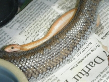 Rosy Boa